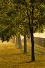 Black fences on horse farm at sunrise on foggy morning, Oldham County, Kentucky Art Print